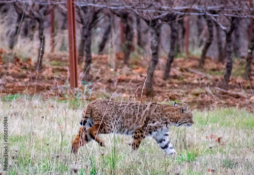 A wild bobcat crosses a field in Oregon, in dry grass and into a winter vineyard. 