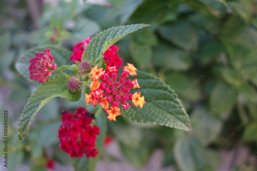カラフルなランタナの花 カラフルなランタナの花