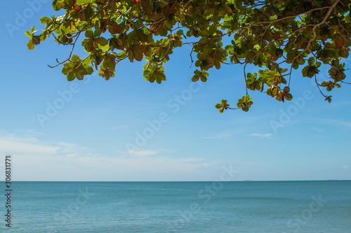 Fototapeta Naklejka Na Ścianę i Meble -  Tropical beautiful seascape view of green leaves with blue sea in background.