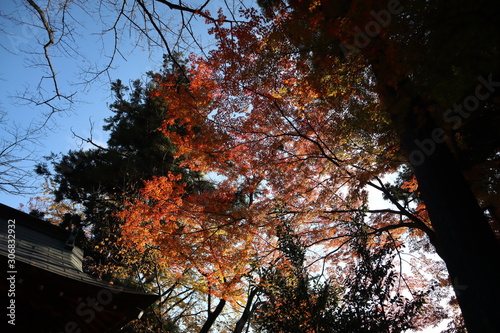 神社の紅葉