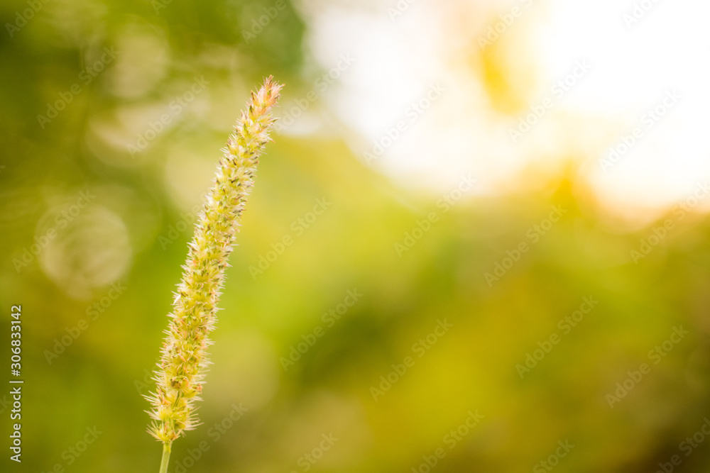 Naklejka premium flowers grass in the morning