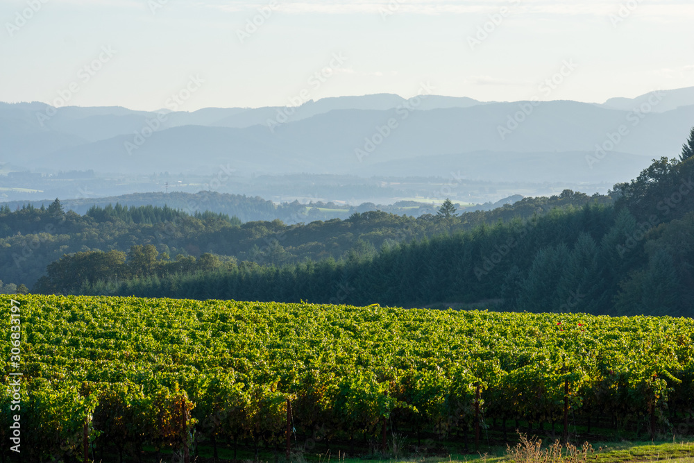 Looking over a lush green vineyard in summer, forested hills in the background, and hazy layers of hills on the horizon.