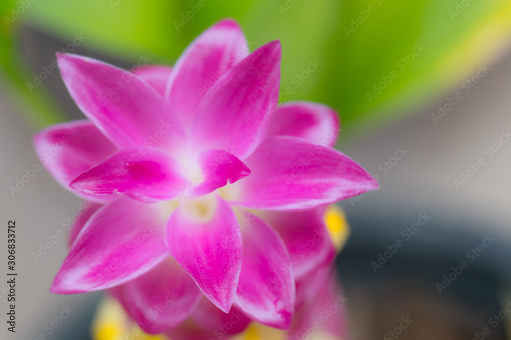 close up pink siam tulip petal. image of nature background, wallpaper and copy space. beautiful of floral blooming. close up pink siam tulip petal. image of nature background, wallpaper and copy space. beautiful of floral blooming.