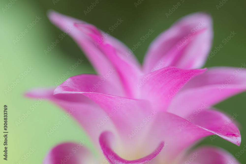 close up pink siam tulip petal. image of nature background, wallpaper and copy space. beautiful of floral blooming.