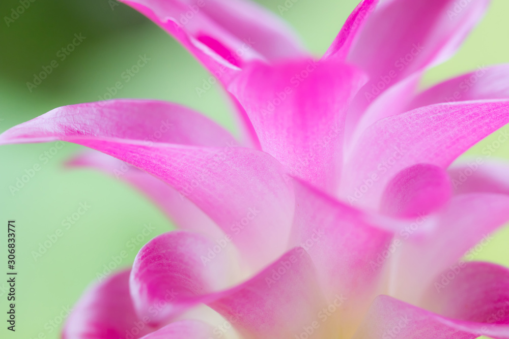 close up pink siam tulip petal. image of nature background, wallpaper and copy space. beautiful of floral blooming.