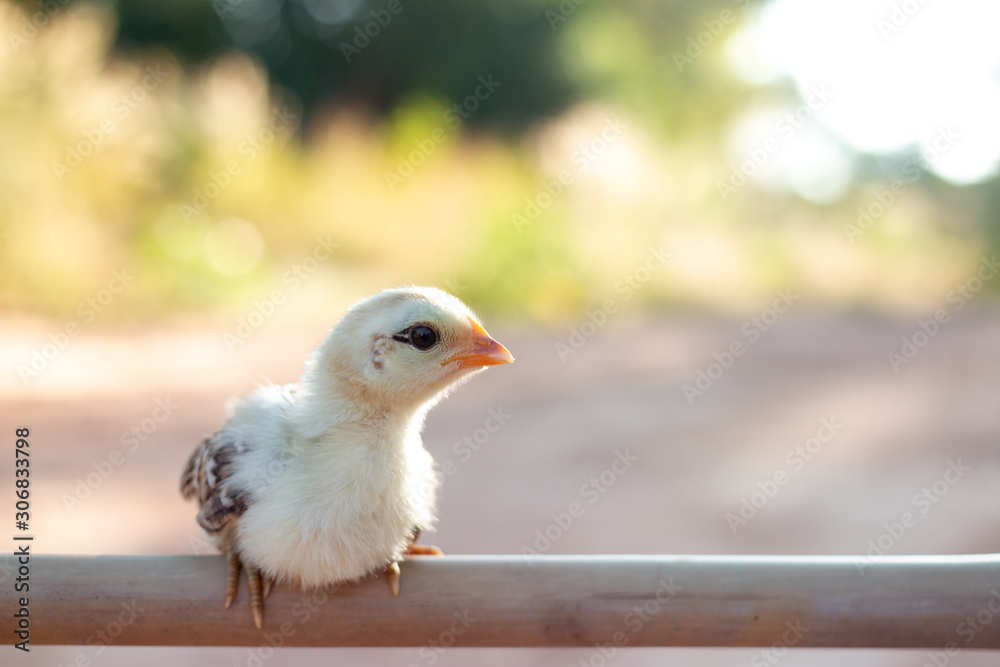 Obraz premium Cute small chicks In nature, the soft sunlight in the morning