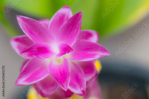 close up pink siam tulip petal. image of nature background  wallpaper and copy space. beautiful of floral blooming.