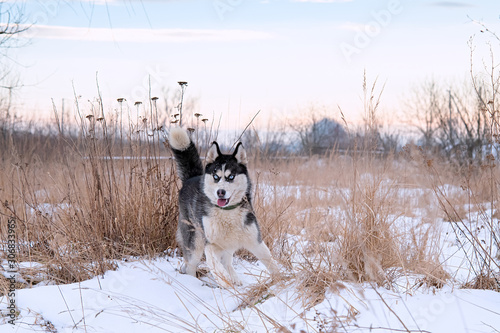 siberian Husky running © Perytskyy