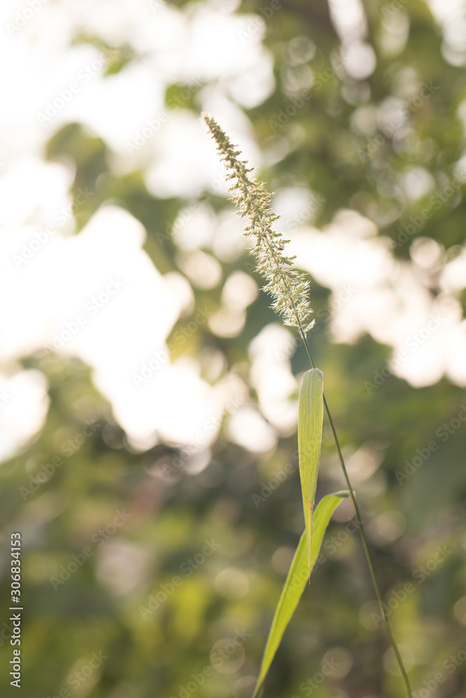 Golden of grass flower on sunrise in countryside Golden of grass flower on sunrise in countryside