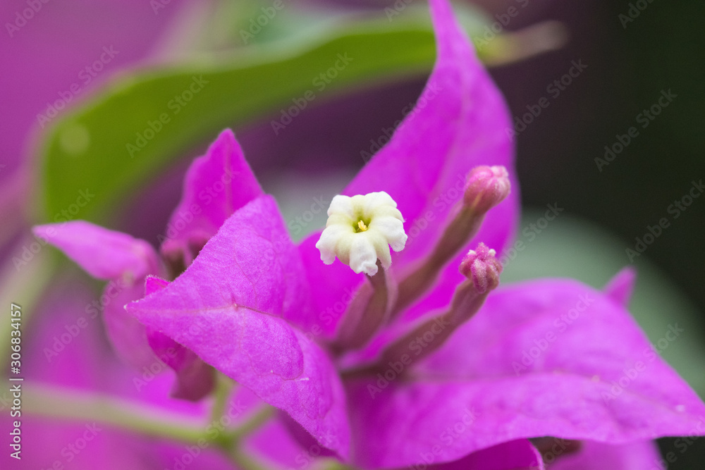 purple bougainvillea on evening. flower close up