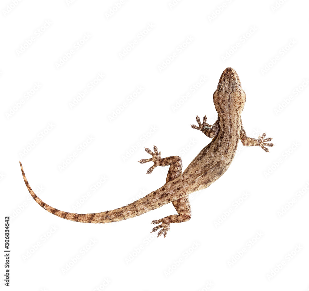 Naklejka premium Lizard house or gecko on a white background.
