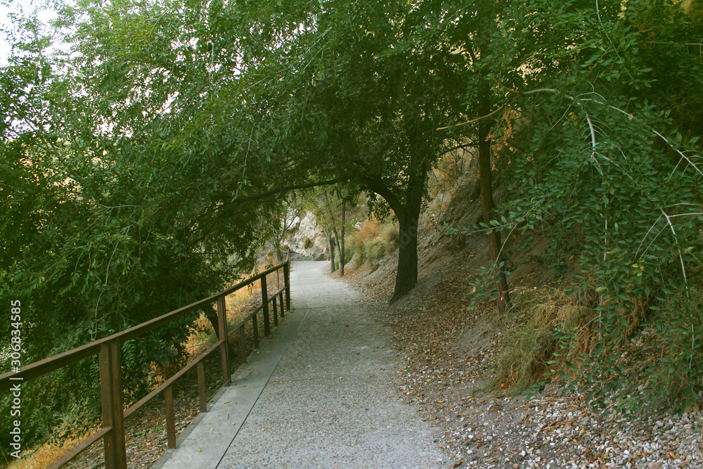 Green tree cover path