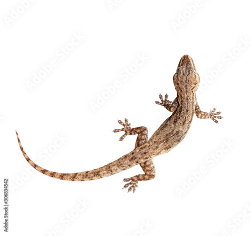 Lizard house or gecko on a white background.