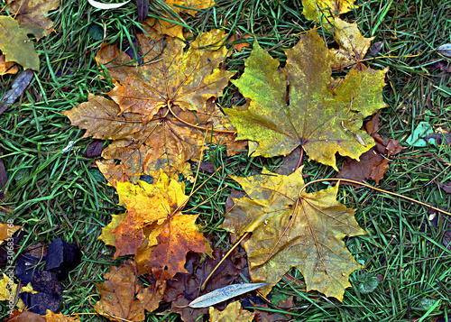autumn leaves background © Nikolaj