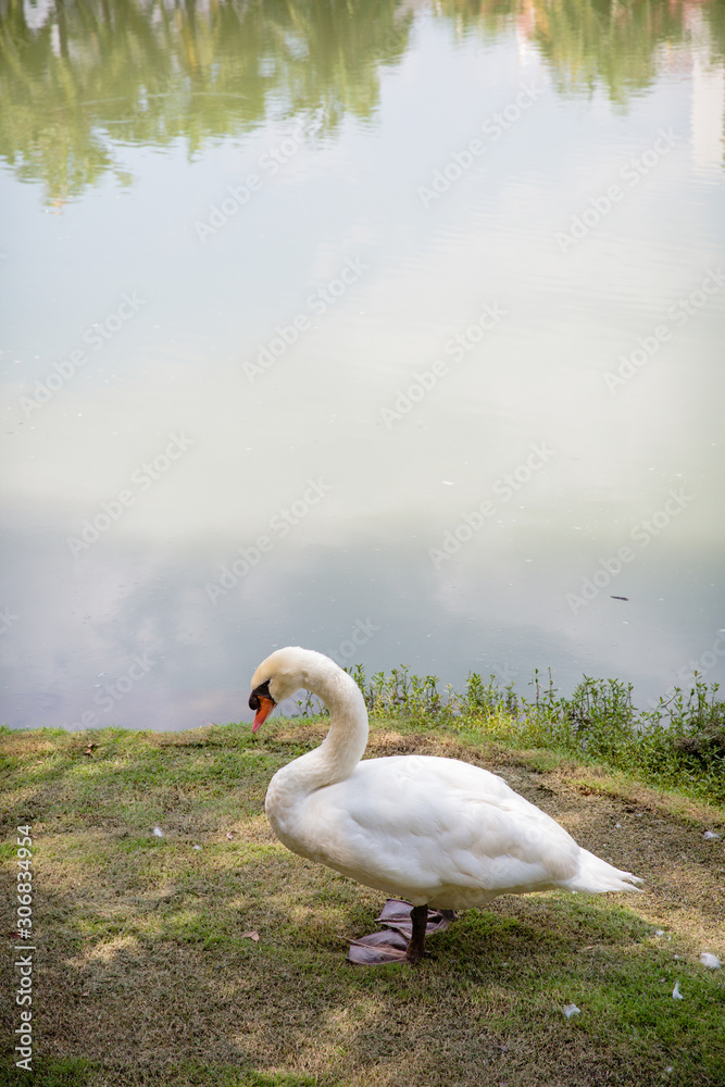 Obraz premium a elegant white gooses walking on the green grass field . natural image. nature photo. image for background, wallpaper, copy space and article.