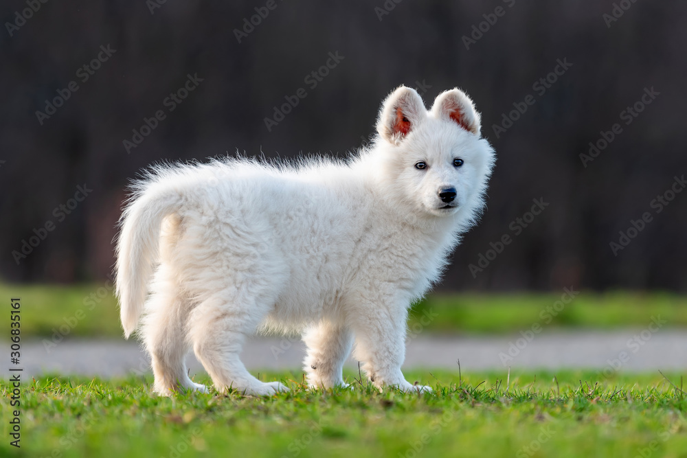 Puppy cute White Swiss Shepherd dog portrait on meadow Puppy cute White Swiss Shepherd dog portrait on meadow