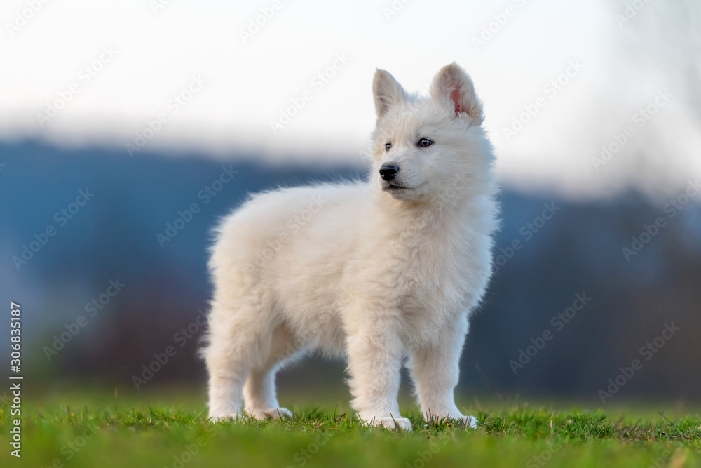 Obraz premium Puppy cute White Swiss Shepherd dog portrait on meadow