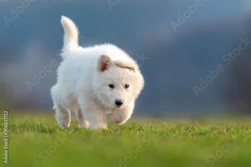 Puppy cute White Swiss Shepherd dog portrait on meadow © byrdyak
