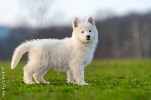 Puppy cute White Swiss Shepherd dog portrait on meadow