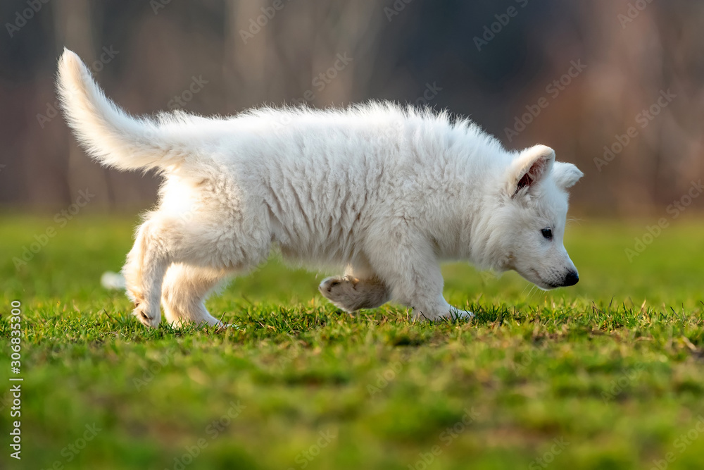 Puppy cute White Swiss Shepherd dog portrait on meadow Puppy cute White Swiss Shepherd dog portrait on meadow