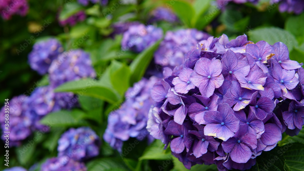 Many purple hydrangea flowers and green leave in garden. Shallow depth of field. Many purple hydrangea flowers and green leave in garden. Shallow depth of field.