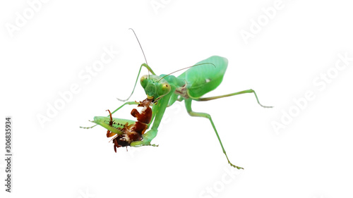 A green female pray manti(Hierodula bipapilla) is eating a cockroach.  © CHANG