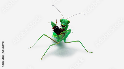 A green female pray manti(Hierodula bipapilla) is eating a cockroach.  © CHANG