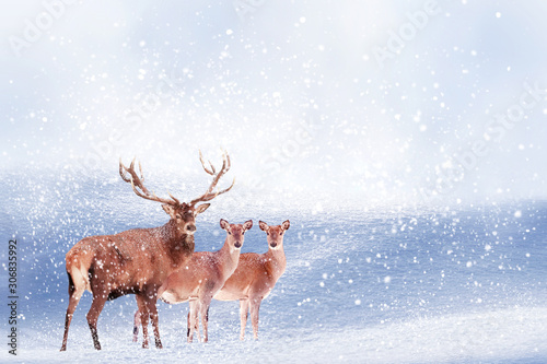 Group of noble deer in the snow. Christmas artistic image. Winter wonderland. Copy space. © delbars