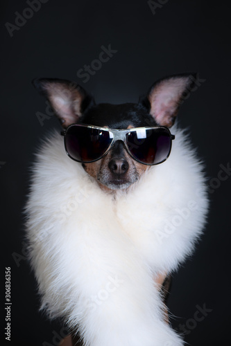 Dog is luxurious, with black glasses and white boa on a black background. Dog is a shopaholic, fashionable dog. Concept of purchase, discounts, shops © Mariana