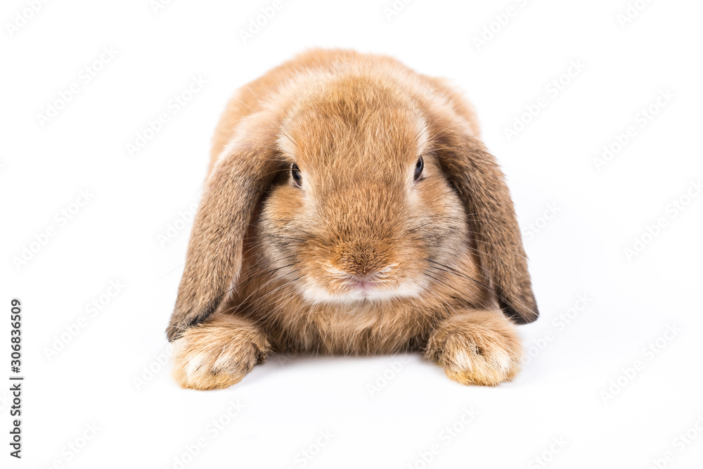 rabbit rabbit