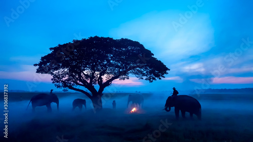Canvas Print Thailand Countryside; Silhouette elephant on the background of sunset, elephant Thai in Surin Thailand