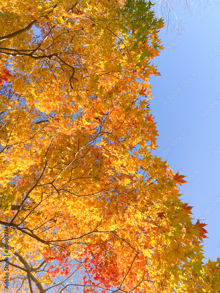 Low angle view of autumn tree leaves and twigs in red and yellow colours against blue sky, conveys peaceful and tranquil feeling.