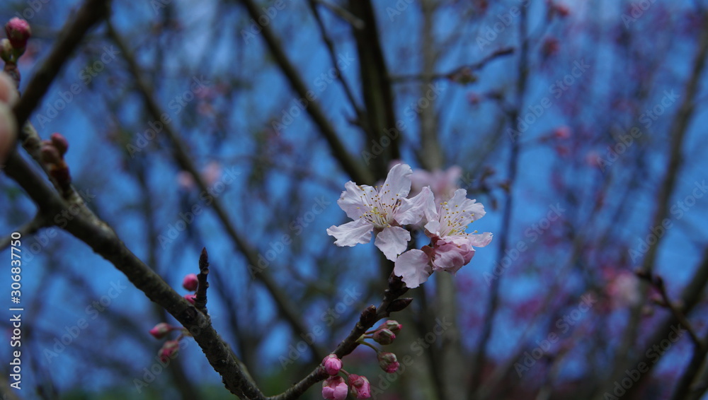 A branch of beautiful blossoming cherry Blossom(Sakura flower). Brench and blue skybackground. A branch of beautiful blossoming cherry Blossom(Sakura flower). Brench and blue skybackground.