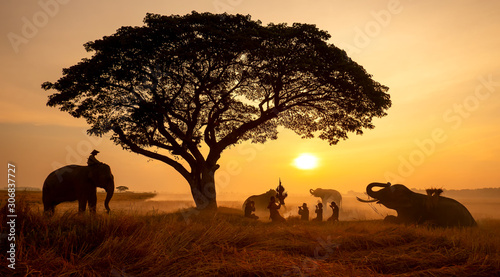 Thailand Countryside; Silhouette elephant on the background of sunset, elephant Thai in Surin Thailand. photo