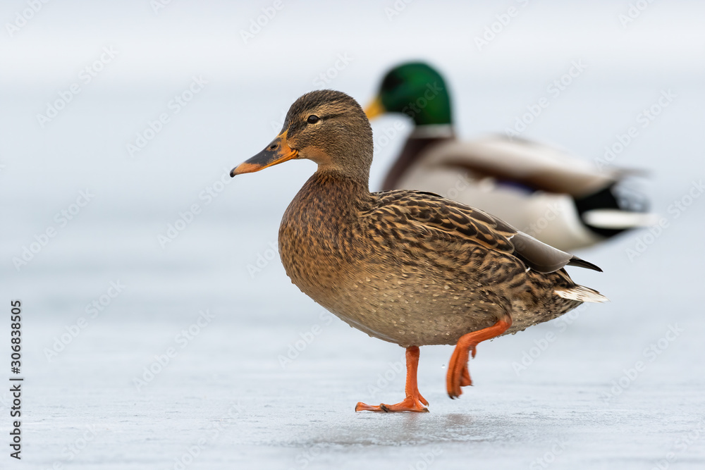 Two wild ducks approaching together on ice in wintertime. Couple of mallards, anas platyrhynchos, facing camera and walking forward on frozen river. Concept of animal relationship and love. Two wild ducks approaching together on ice in wintertime. Couple of mallards, anas platyrhynchos, facing camera and walking forward on frozen river. Concept of animal relationship and love.