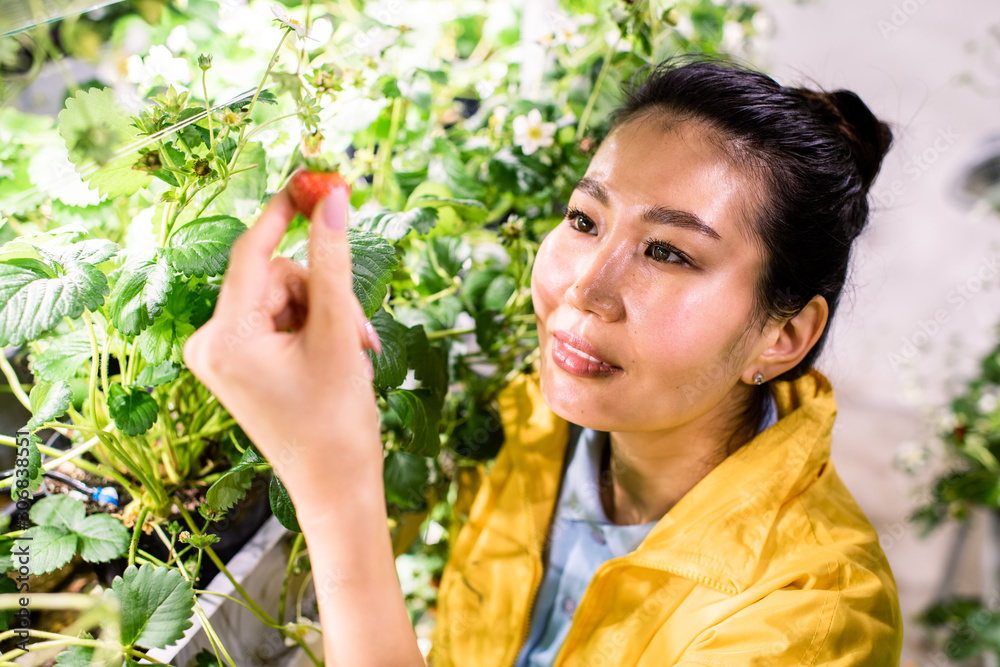 Greenhouse worker taking ripe strawberry while taking care of blooming crops Greenhouse worker taking ripe strawberry while taking care of blooming crops