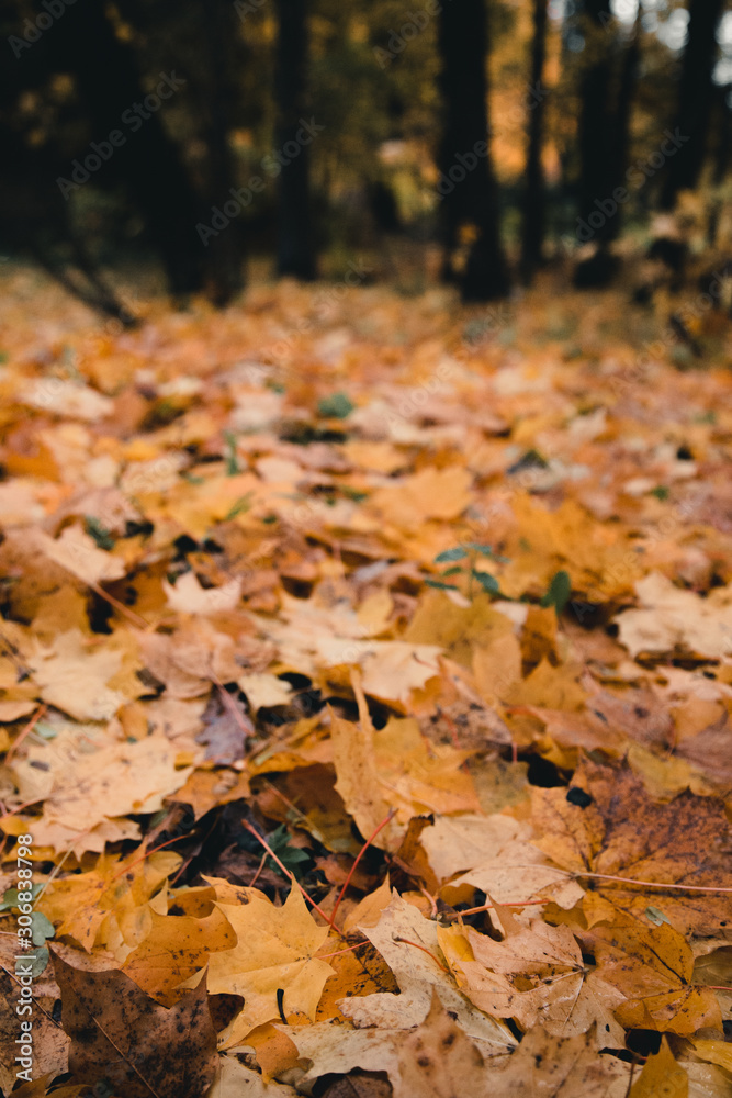 Maple leaves on the ground Maple leaves on the ground