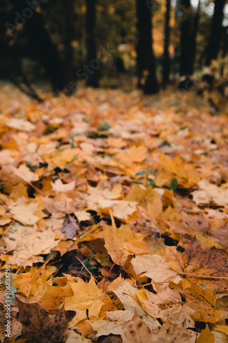 Maple leaves on the ground