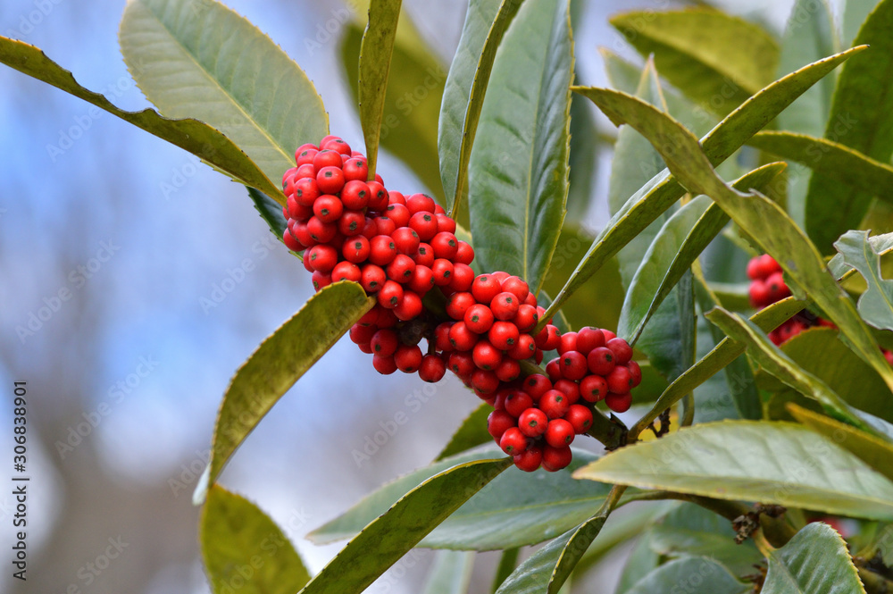 冬のタラヨウの樹 雌木 の複数の赤い実を撮影した写真 Stock Photo Adobe Stock