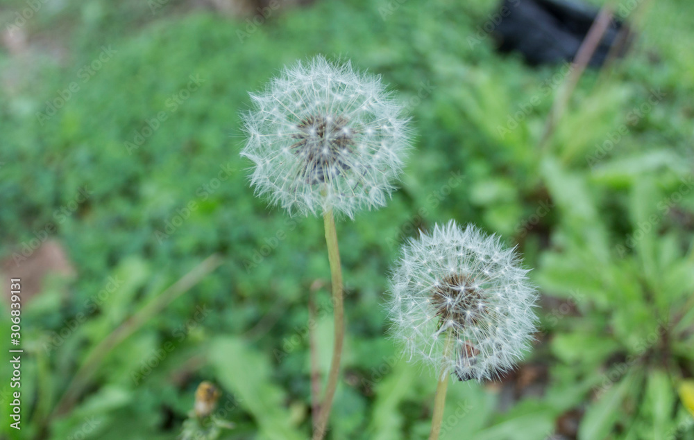 dandelion in the grass dandelion in the grass