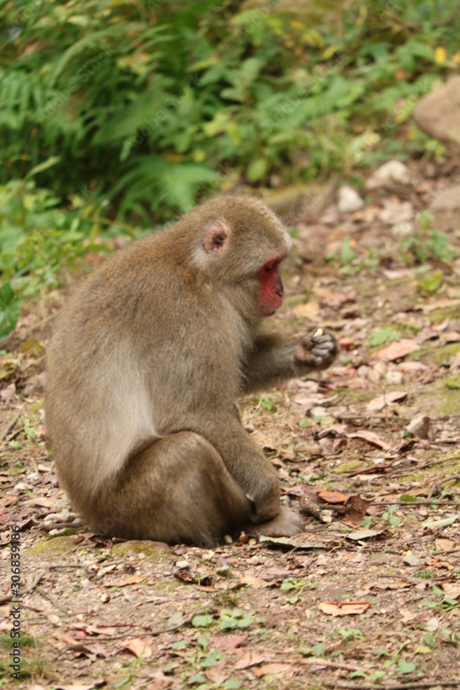 さる さる