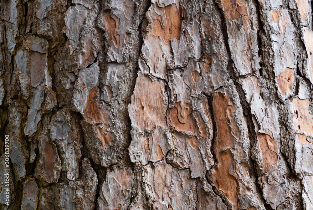 bark of a pine tree bark of a pine tree