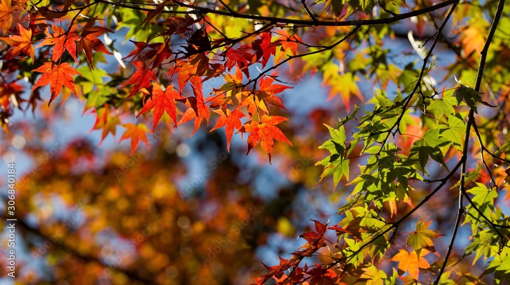 Vibrant autumn colors of Japanese maple leaves. Vibrant autumn colors of Japanese maple leaves.