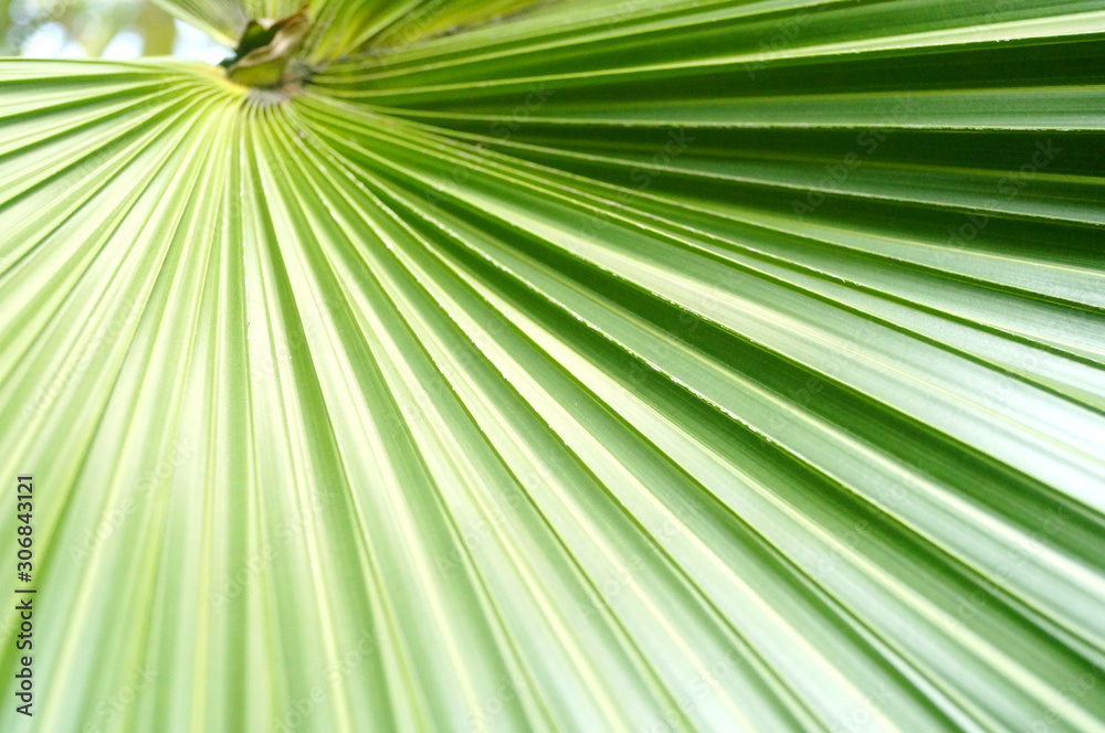 Obraz premium Palm leaves