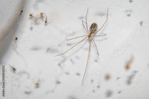 Cellar spider in its web with flies trapped in the web.
