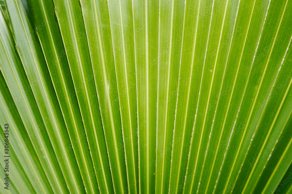 Obraz premium Palm leaves