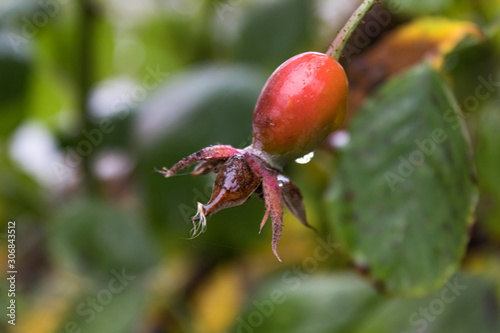 Dog-rose fruit. Red berries of a red rose on a background of green leaves.