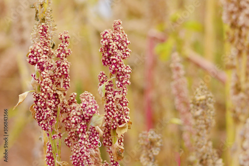 Quinoa growing in the countryside. photo