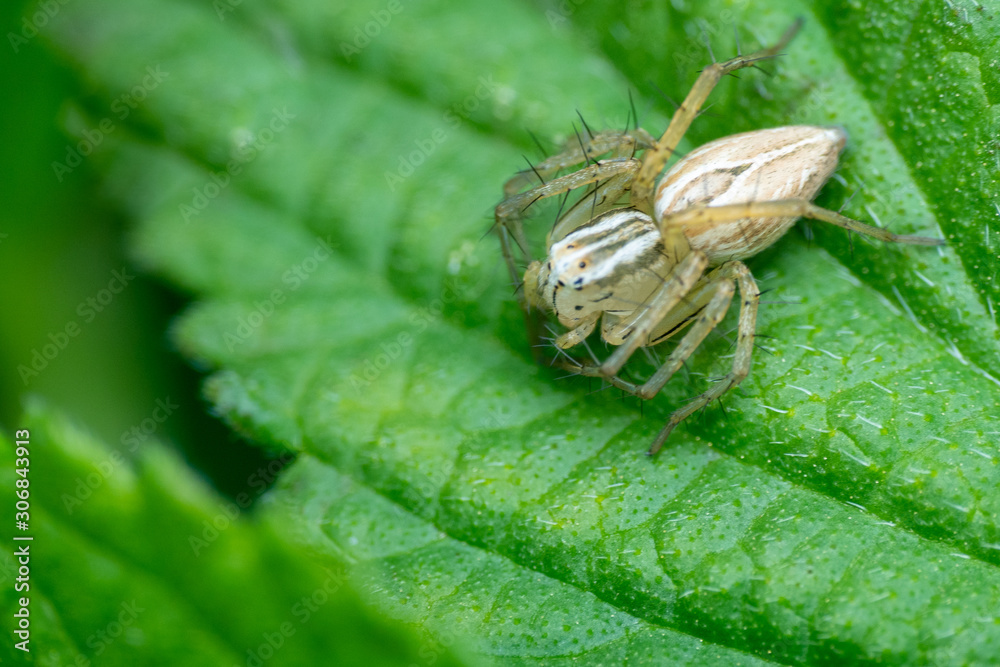 Small white spider on a green leaf macro.. Small white spider on a green leaf macro..