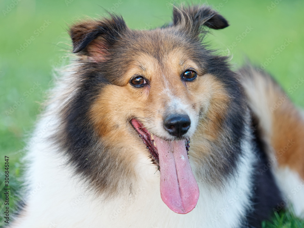 Dog, Shetland sheepdog, collie, lying on grass field and looking at camera with tongue sticking out, friendly and faithfully dog.